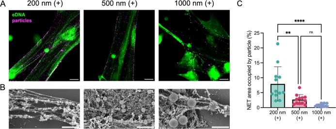 https://cdn.ncbi.nlm.nih.gov/pmc/blobs/fa72/11826501/c7866ee5c442/am4c17324_0002.jpg