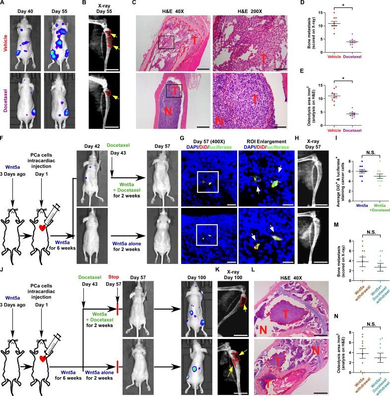 https://cdn.ncbi.nlm.nih.gov/pmc/blobs/fa73/6363426/9cb067f0ef68/JEM_20180661_Fig6.jpg
