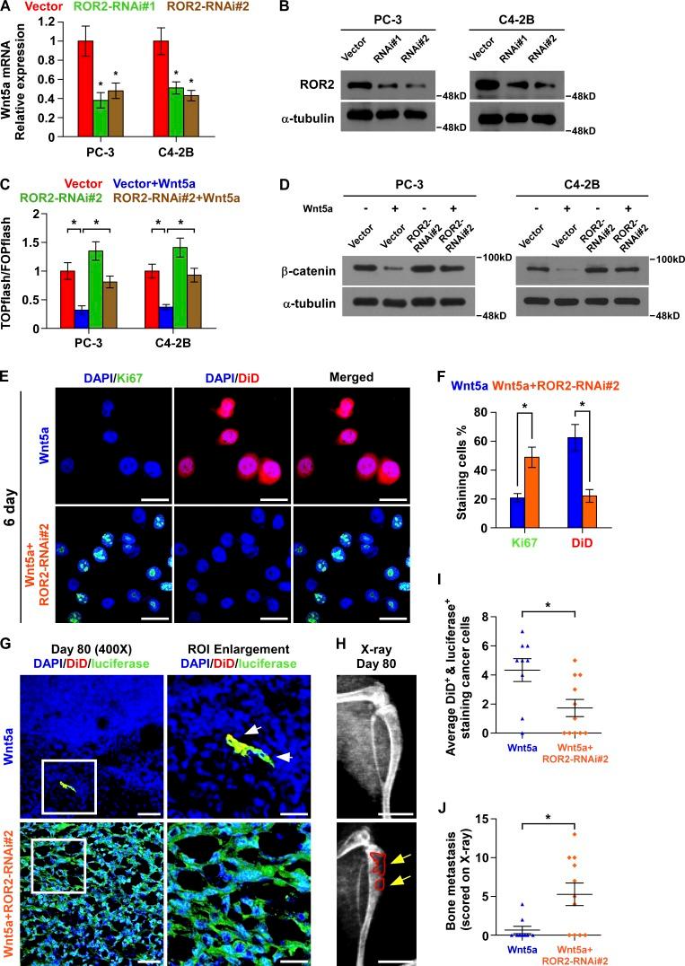 https://cdn.ncbi.nlm.nih.gov/pmc/blobs/fa73/6363426/a95dd2ee7edb/JEM_20180661_Fig8.jpg