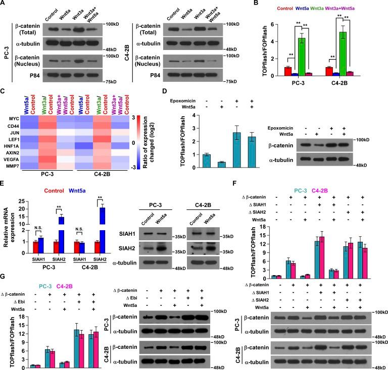 https://cdn.ncbi.nlm.nih.gov/pmc/blobs/fa73/6363426/ffcf926ca665/JEM_20180661_Fig7.jpg