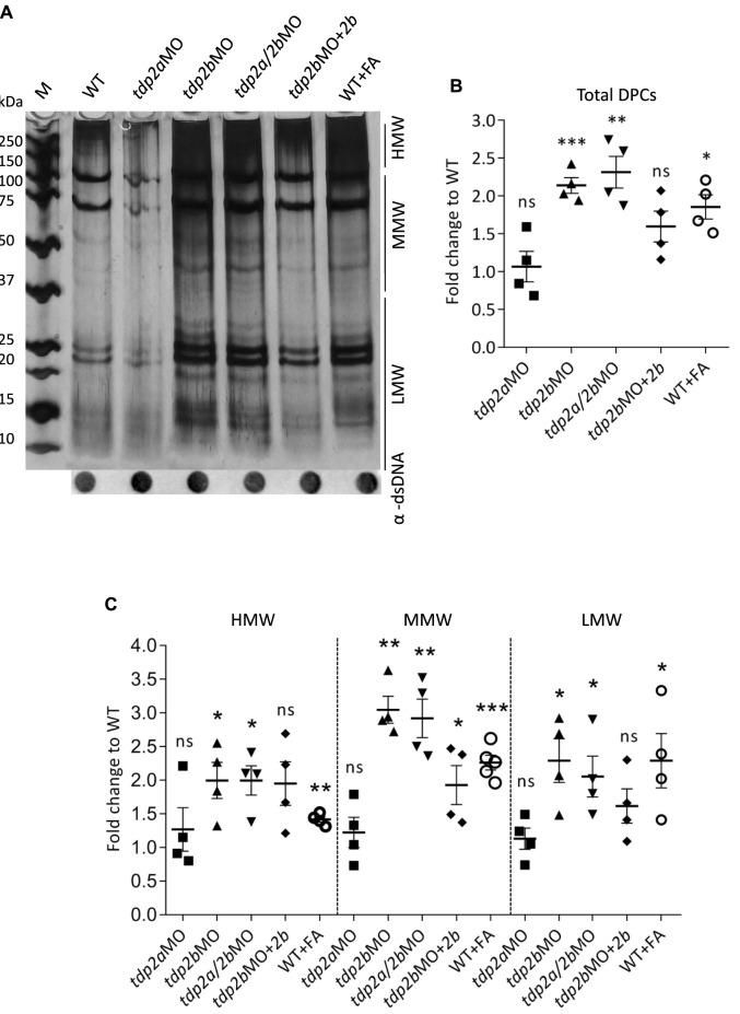 https://cdn.ncbi.nlm.nih.gov/pmc/blobs/fa77/11369425/9b8781e8ba0a/fcell-12-1394531-g004.jpg