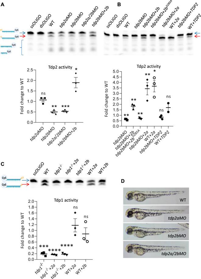 https://cdn.ncbi.nlm.nih.gov/pmc/blobs/fa77/11369425/cfc2b31f4743/fcell-12-1394531-g003.jpg