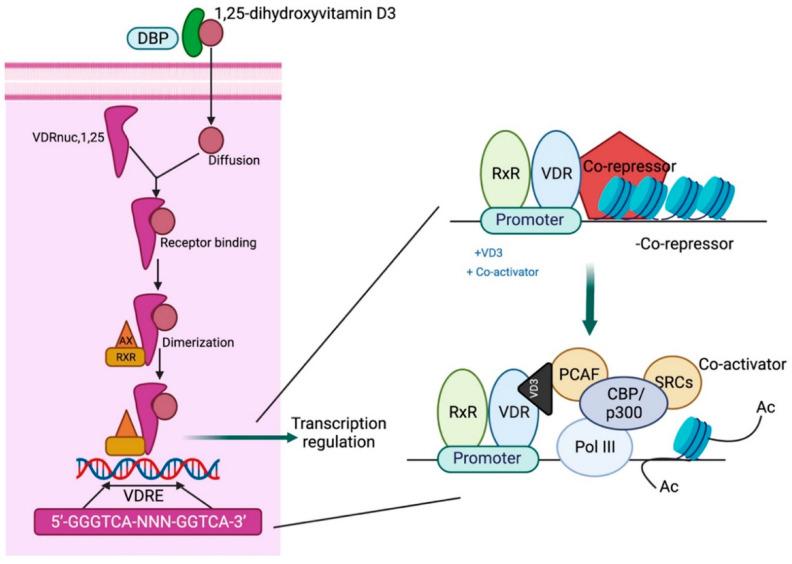 https://cdn.ncbi.nlm.nih.gov/pmc/blobs/fa79/12025042/292842626066/biomolecules-15-00586-g003.jpg