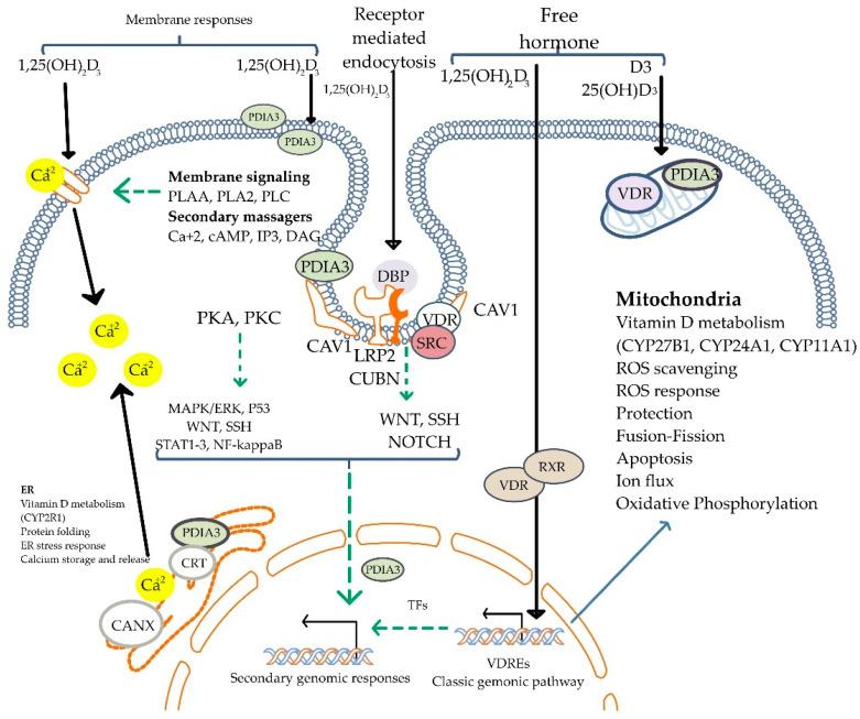 https://cdn.ncbi.nlm.nih.gov/pmc/blobs/fa79/12025042/5e297b8241ce/biomolecules-15-00586-g004.jpg