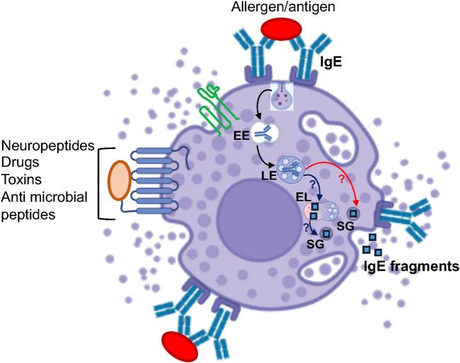 https://cdn.ncbi.nlm.nih.gov/pmc/blobs/fa7b/12141310/a57b984a2239/fcell-13-1603999-g002.jpg