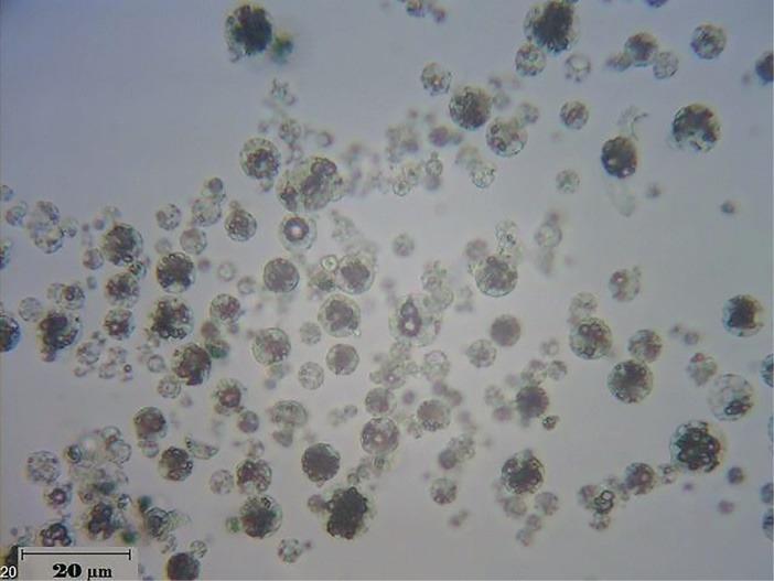https://cdn.ncbi.nlm.nih.gov/pmc/blobs/fa80/6664120/17688e32b1f5/apb-9-255-g005.jpg