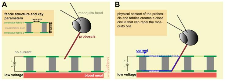 https://cdn.ncbi.nlm.nih.gov/pmc/blobs/fa81/10231098/0f868dd2df5a/insects-14-00405-g002.jpg