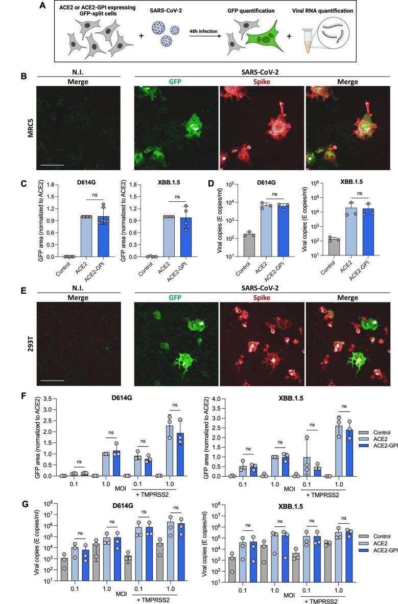 https://cdn.ncbi.nlm.nih.gov/pmc/blobs/fa81/11784143/73a503dfe863/jvi.01823-24.f004.jpg