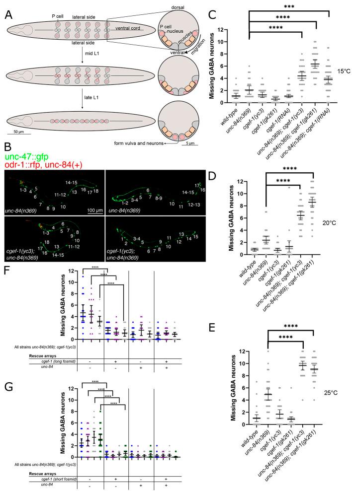 https://cdn.ncbi.nlm.nih.gov/pmc/blobs/fa82/10617605/969c8a9f6e45/develop-150-202115-g1.jpg