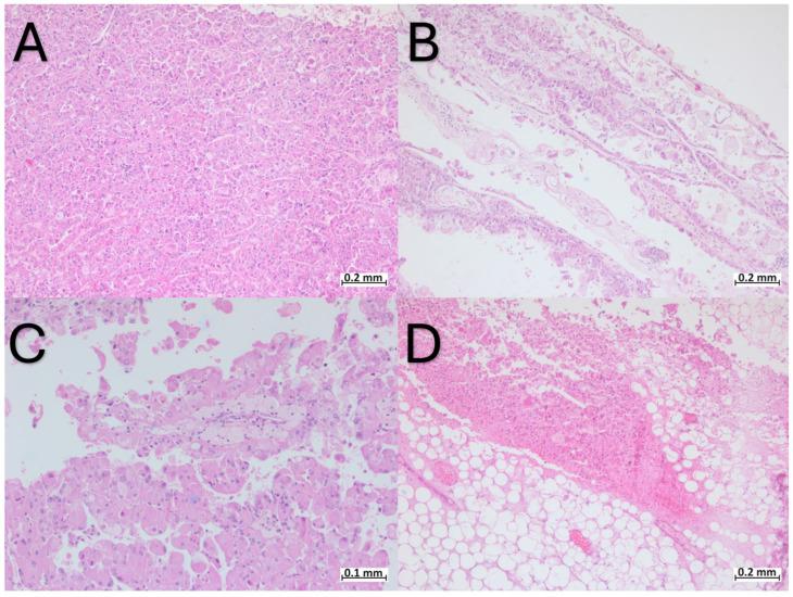 https://cdn.ncbi.nlm.nih.gov/pmc/blobs/fa82/11172930/d0769a67768b/ijms-25-05982-g001.jpg