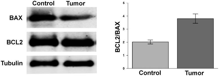 https://cdn.ncbi.nlm.nih.gov/pmc/blobs/fa82/7011953/14dc8dbe2c28/IENZ_A_1411350_F0004_B.jpg