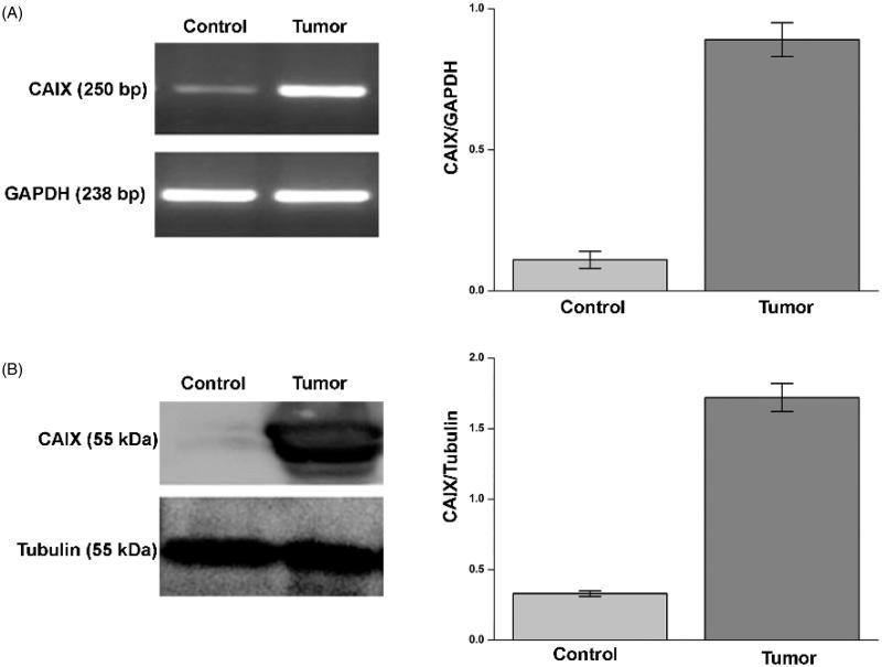 https://cdn.ncbi.nlm.nih.gov/pmc/blobs/fa82/7011953/591d0e17a7c0/IENZ_A_1411350_F0001_B.jpg