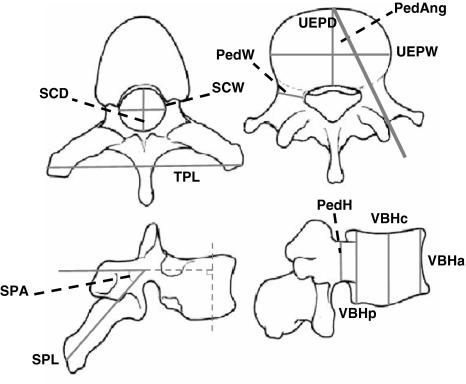 https://cdn.ncbi.nlm.nih.gov/pmc/blobs/fa8b/2900026/e31f31e056b8/586_2010_1326_Fig1_HTML.jpg