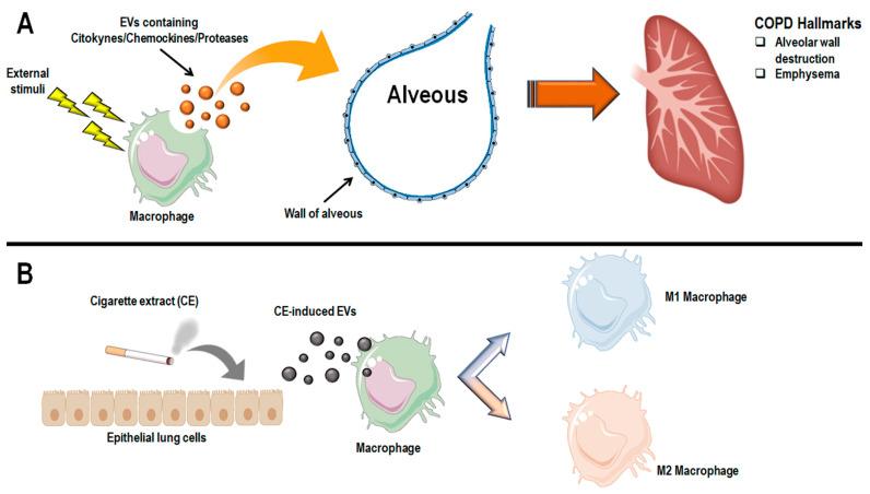https://cdn.ncbi.nlm.nih.gov/pmc/blobs/fa8e/8944669/33a729298ce2/antioxidants-11-00464-g004.jpg