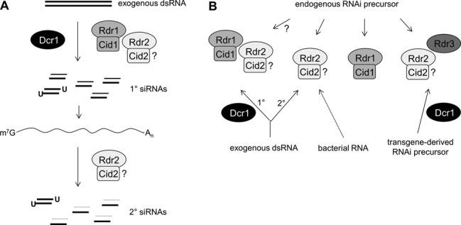 https://cdn.ncbi.nlm.nih.gov/pmc/blobs/fa92/4330347/eb3fa4571a41/gku1331fig6.jpg