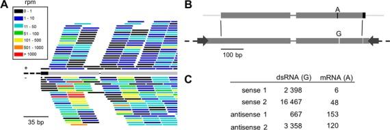 https://cdn.ncbi.nlm.nih.gov/pmc/blobs/fa92/4330347/f816e28d788a/gku1331fig2.jpg