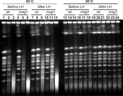 https://cdn.ncbi.nlm.nih.gov/pmc/blobs/fa95/2346603/465e6382f293/gkm1148f5.jpg