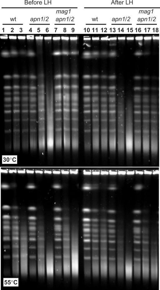 https://cdn.ncbi.nlm.nih.gov/pmc/blobs/fa95/2346603/dbc0a392e93b/gkm1148f6.jpg