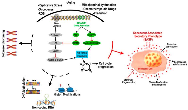 https://cdn.ncbi.nlm.nih.gov/pmc/blobs/fa97/7349658/9bec330a8c4b/cells-09-01558-g002.jpg