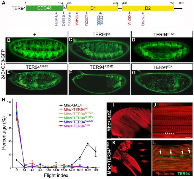 https://cdn.ncbi.nlm.nih.gov/pmc/blobs/fa98/3033380/acee31eb855a/pgen.1001288.g001.jpg