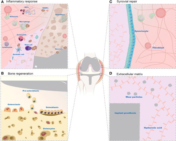 https://cdn.ncbi.nlm.nih.gov/pmc/blobs/fa9a/10579613/a62ad882dcc9/fcimb-13-1275086-g003.jpg