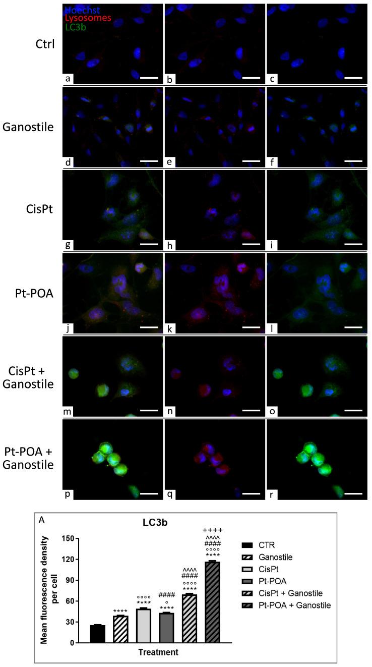 https://cdn.ncbi.nlm.nih.gov/pmc/blobs/fa9d/11172483/3dd9ed1322c0/ijms-25-06204-g012.jpg