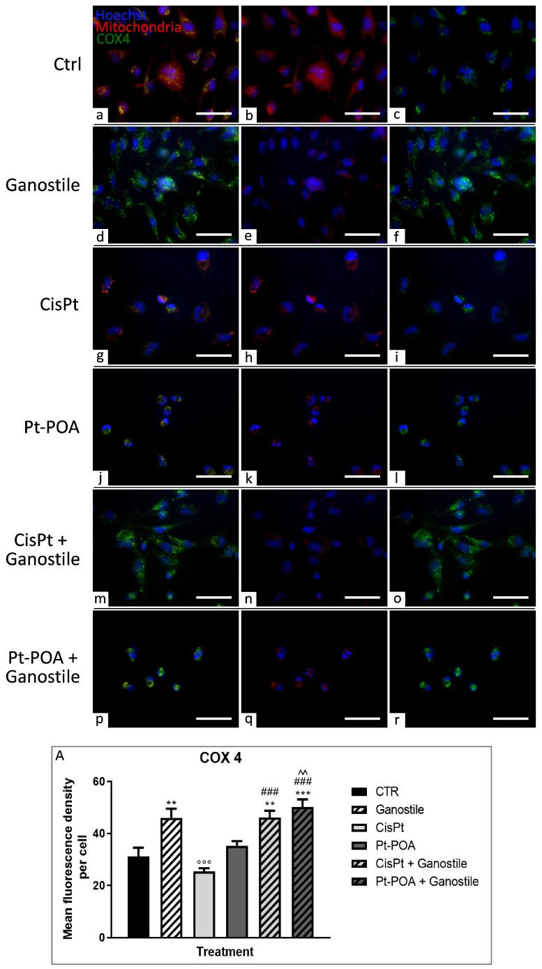 https://cdn.ncbi.nlm.nih.gov/pmc/blobs/fa9d/11172483/6e73df0d16cd/ijms-25-06204-g008.jpg