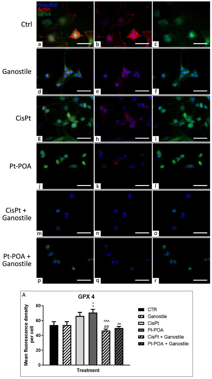 https://cdn.ncbi.nlm.nih.gov/pmc/blobs/fa9d/11172483/731c96eb04e4/ijms-25-06204-g011.jpg