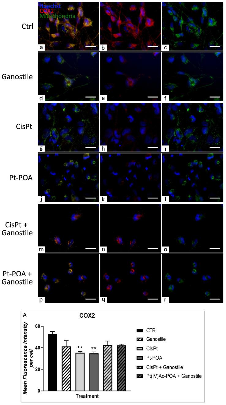 https://cdn.ncbi.nlm.nih.gov/pmc/blobs/fa9d/11172483/7a56efba74a4/ijms-25-06204-g007.jpg