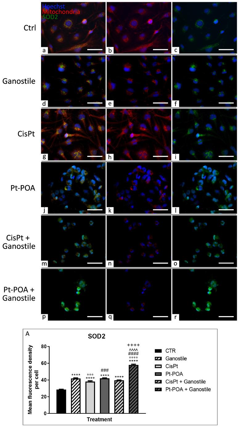 https://cdn.ncbi.nlm.nih.gov/pmc/blobs/fa9d/11172483/80e21a959746/ijms-25-06204-g006.jpg