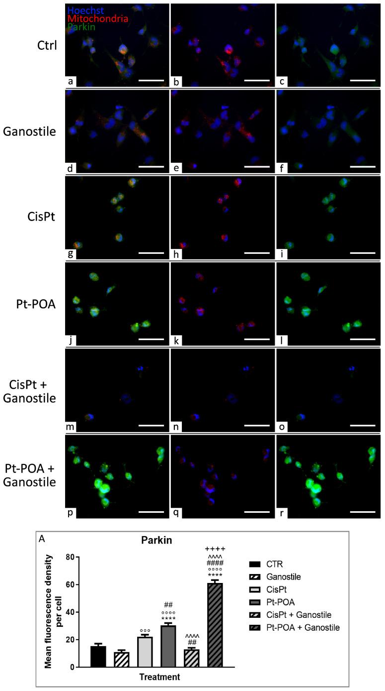 https://cdn.ncbi.nlm.nih.gov/pmc/blobs/fa9d/11172483/d930ee9d029a/ijms-25-06204-g015.jpg
