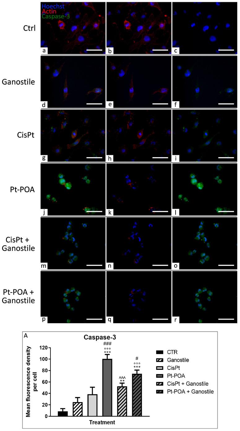 https://cdn.ncbi.nlm.nih.gov/pmc/blobs/fa9d/11172483/e703003e3df3/ijms-25-06204-g010.jpg