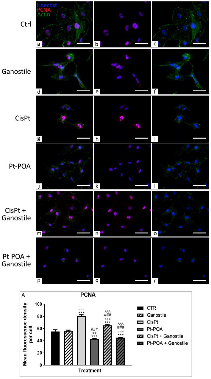 https://cdn.ncbi.nlm.nih.gov/pmc/blobs/fa9d/11172483/ec686c1a33db/ijms-25-06204-g004.jpg