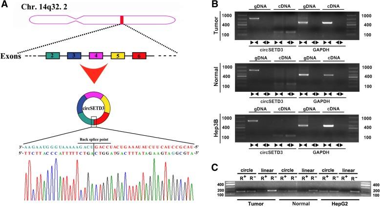 https://cdn.ncbi.nlm.nih.gov/pmc/blobs/faa0/6385474/30ecec6ce597/13046_2019_1041_Fig2_HTML.jpg