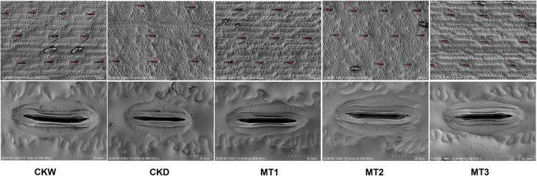 https://cdn.ncbi.nlm.nih.gov/pmc/blobs/faa0/8359050/2456e1254008/12870_2021_3160_Fig3_HTML.jpg