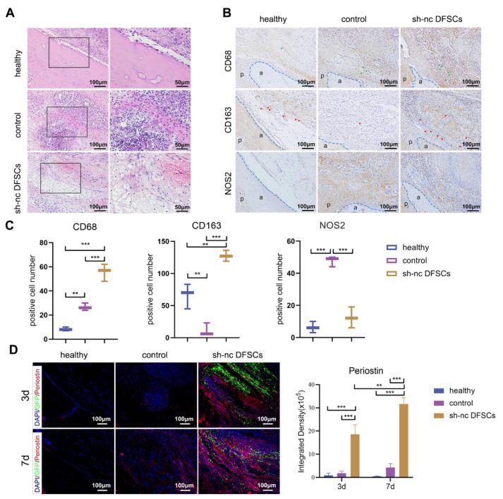 https://cdn.ncbi.nlm.nih.gov/pmc/blobs/faa7/10094259/08dfcd3e056b/ijms-24-06353-g002.jpg