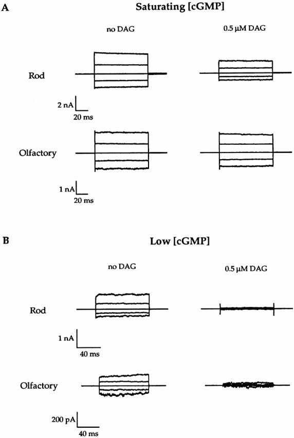 https://cdn.ncbi.nlm.nih.gov/pmc/blobs/faaa/2231817/82082f51cfdf/JGP8230.f1.jpg