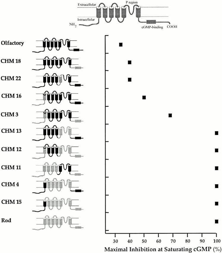 https://cdn.ncbi.nlm.nih.gov/pmc/blobs/faaa/2231817/b155faa96855/JGP8230.f9.jpg