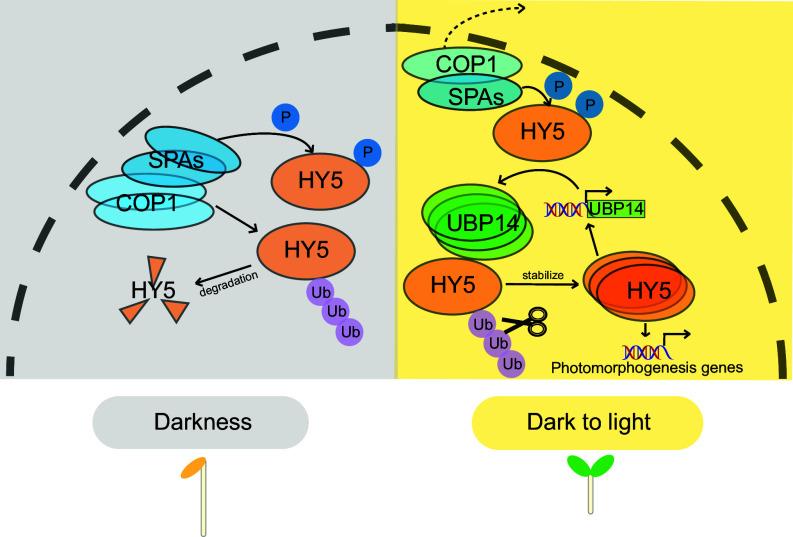 https://cdn.ncbi.nlm.nih.gov/pmc/blobs/fab5/11331110/08162450ebbe/pnas.2404883121fig06.jpg