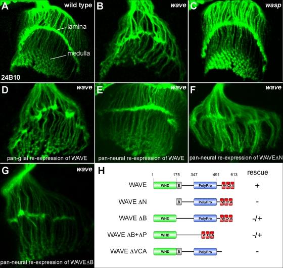 https://cdn.ncbi.nlm.nih.gov/pmc/blobs/fab5/3204070/176f7b3c28fb/4079fig5.jpg