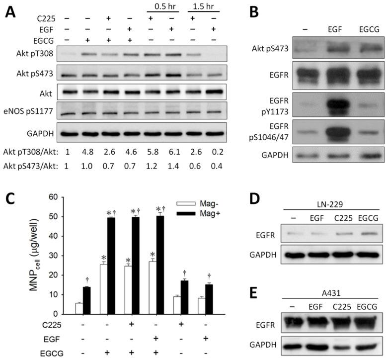 https://cdn.ncbi.nlm.nih.gov/pmc/blobs/fab5/9330565/e807596abd7c/pharmaceutics-14-01523-g006.jpg