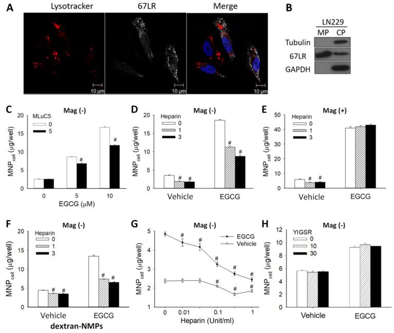 https://cdn.ncbi.nlm.nih.gov/pmc/blobs/fab5/9330565/f0204a396f31/pharmaceutics-14-01523-g003.jpg