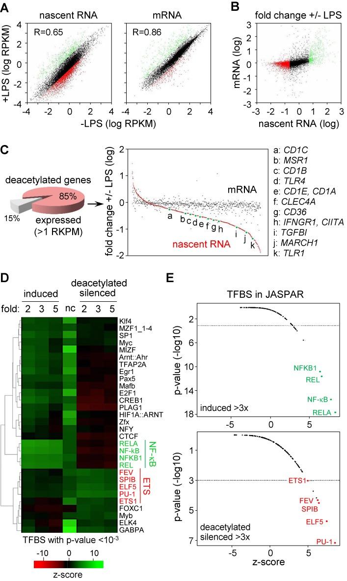 https://cdn.ncbi.nlm.nih.gov/pmc/blobs/fab7/4150779/1919fff14bae/gku674fig5.jpg