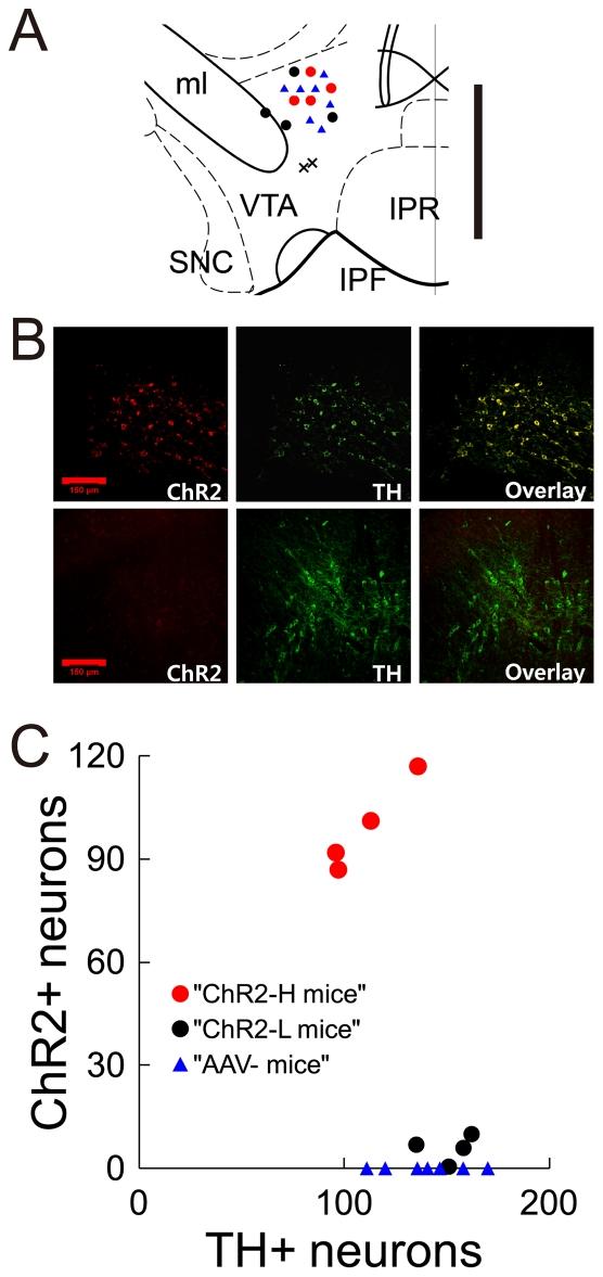 https://cdn.ncbi.nlm.nih.gov/pmc/blobs/fab8/3323614/94893de6e915/pone.0033612.g001.jpg