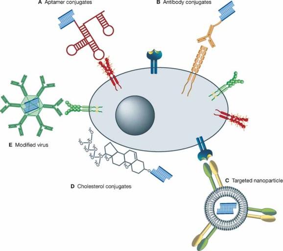 https://cdn.ncbi.nlm.nih.gov/pmc/blobs/faba/3378126/a8f961ae16b6/emmm0001-0142-f2.jpg