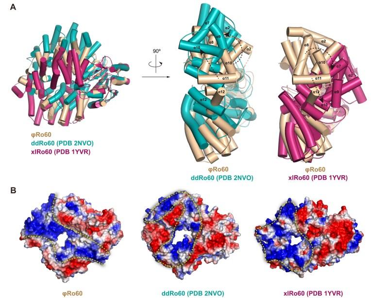 https://cdn.ncbi.nlm.nih.gov/pmc/blobs/fabc/12135203/b14940b446d8/gkaf470fig3.jpg