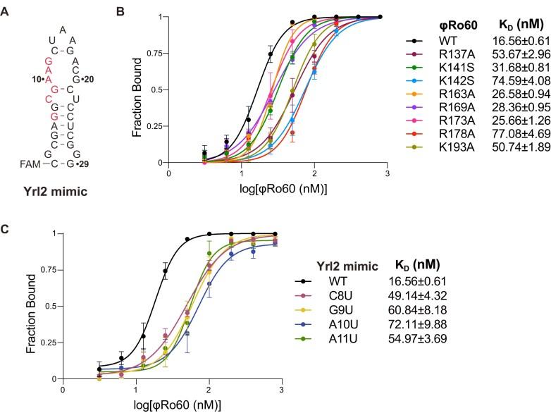 https://cdn.ncbi.nlm.nih.gov/pmc/blobs/fabc/12135203/db15fd487701/gkaf470fig6.jpg
