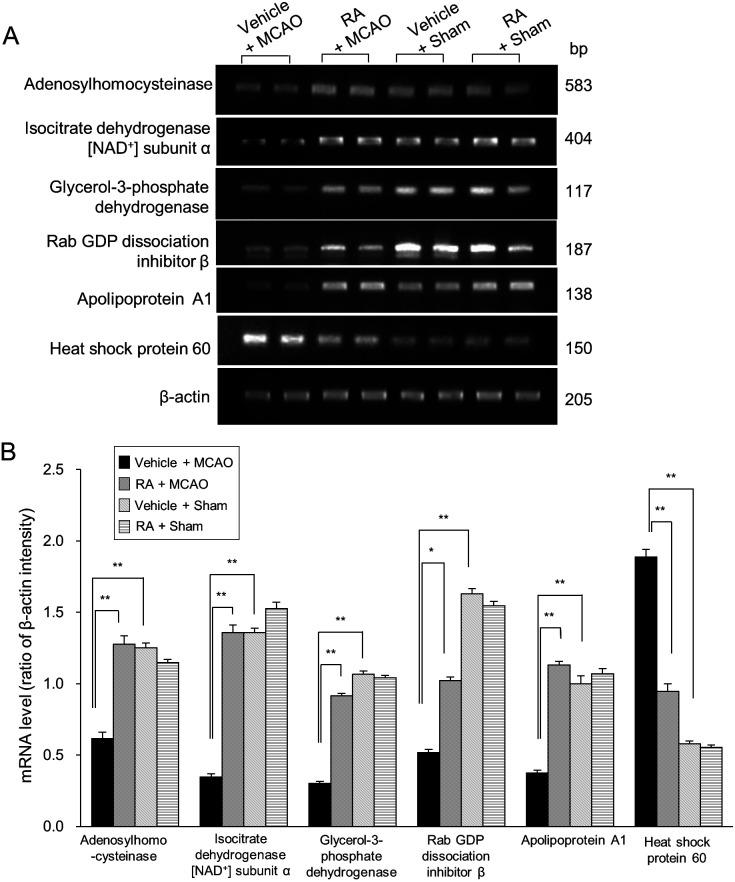 https://cdn.ncbi.nlm.nih.gov/pmc/blobs/fac0/9523306/464cc82c73de/jvms-84-1194-g004.jpg