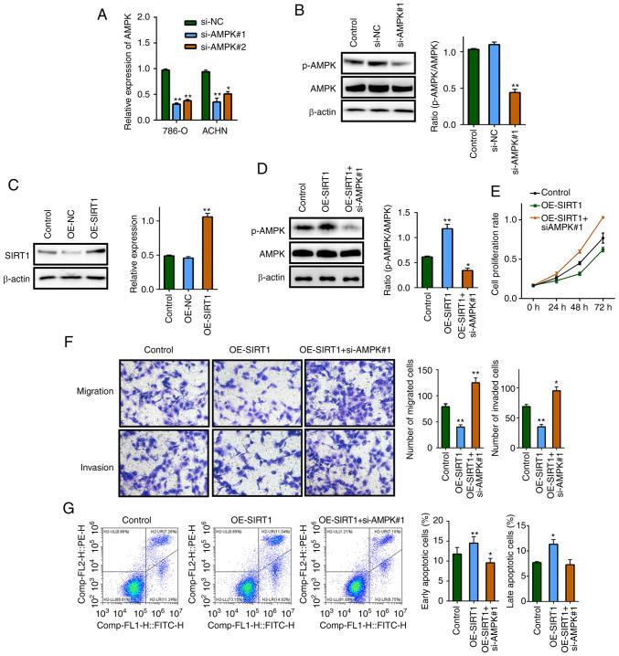 https://cdn.ncbi.nlm.nih.gov/pmc/blobs/fac4/8082341/2eb8c831041d/or-45-06-8060-g03.jpg