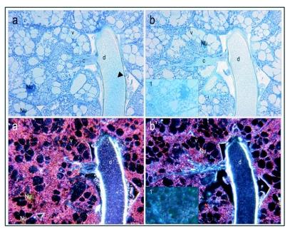 https://cdn.ncbi.nlm.nih.gov/pmc/blobs/fac7/2999438/5ce60b037d5a/f06_01.jpg
